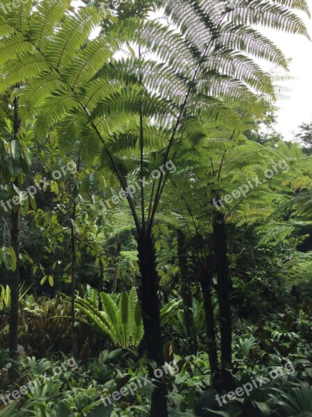 Fern Rainforest Lush Free Photos