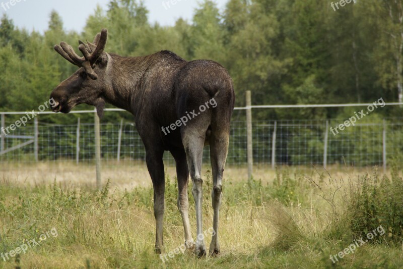 Moose Bull Moose Male Antler Sweden