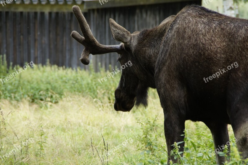 Moose Bull Moose Male Antler Sweden