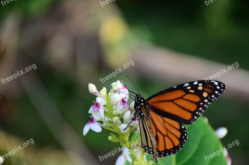 Butterfly Flowers Collecting Nectar Pattern Free Photos