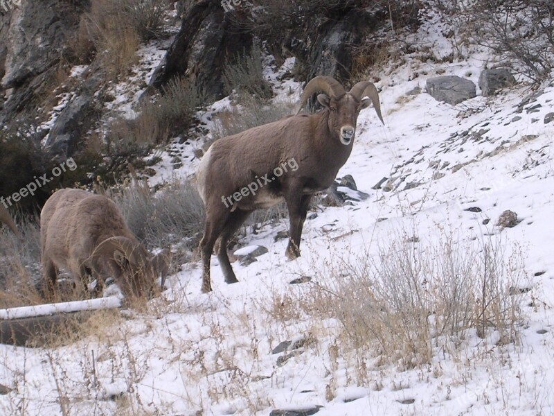 Bighorn Sheep Mountain Snow Wildlife Nature