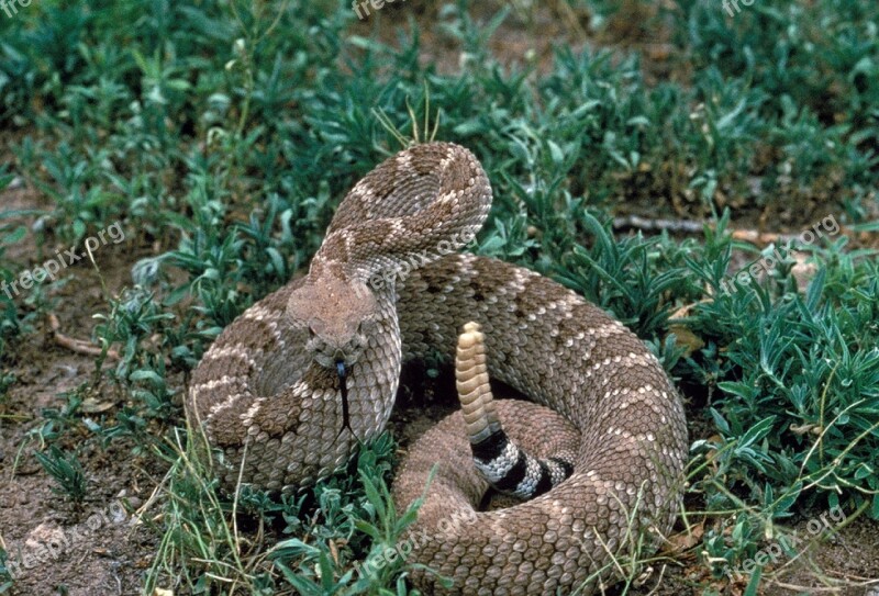 Rattlesnake Viper Poisonous Reptile Wildlife