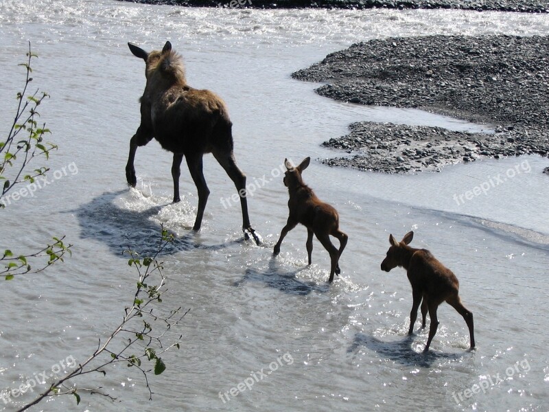 Moose Cow Babies Water Wildlife