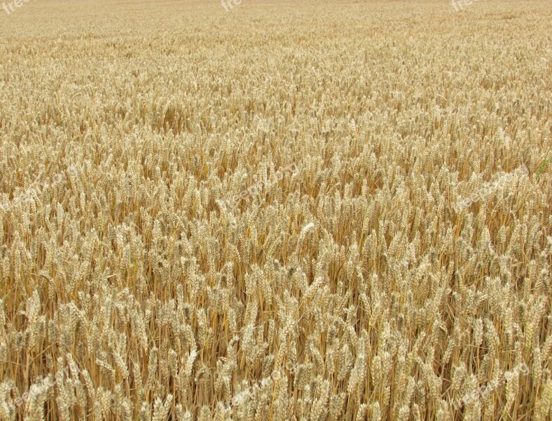 Wheat Grain Corn Golden Field