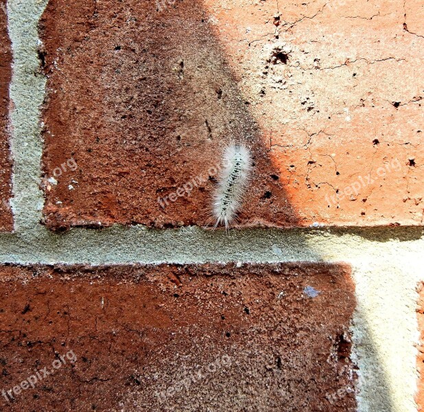 Hickory Tussock Moth Caterpillar Worm Caterpillar Insect Garden