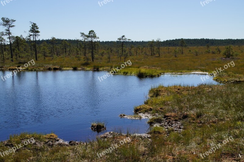 Moor Moorland Grasses Wetland Nature Conservation