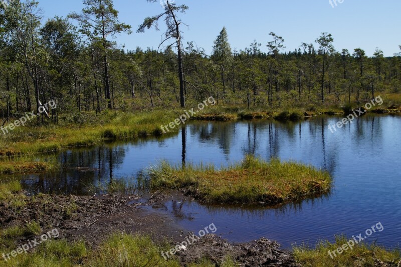 Moor Moorland Grasses Wetland Nature Conservation