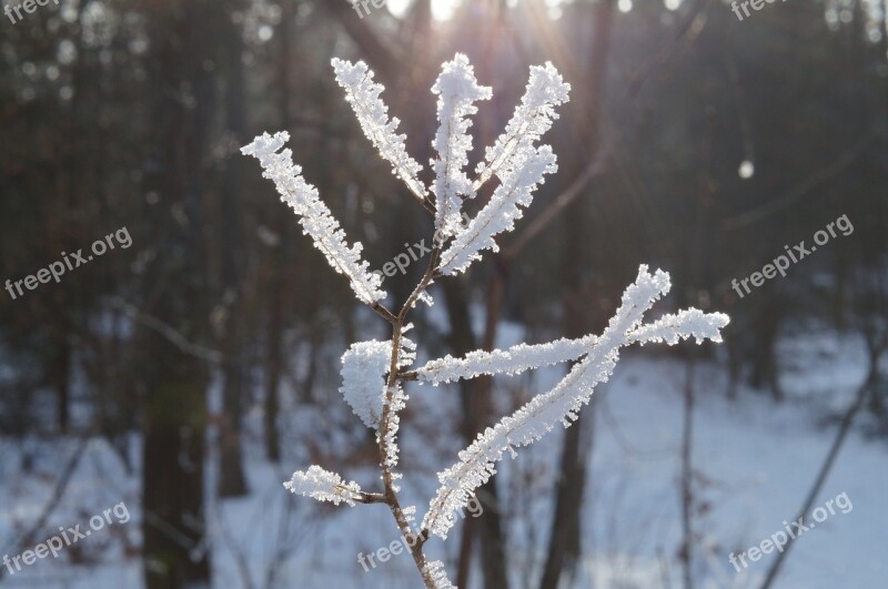 Backlighting Gefrohren Ice Crystals Cold