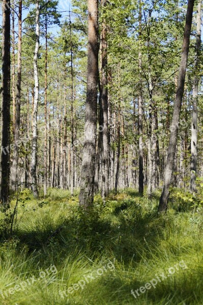 Marsh Forest Landscape Trees Sweden