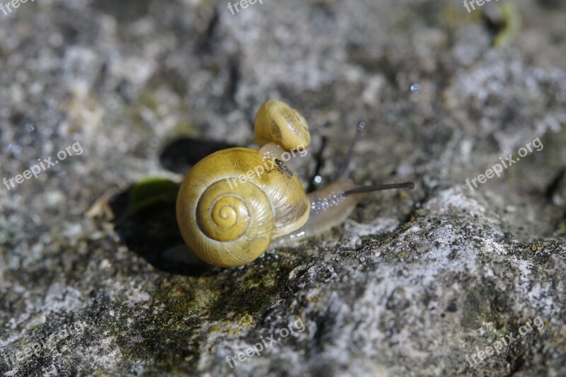 Snail Casing Shell Animal Reptile