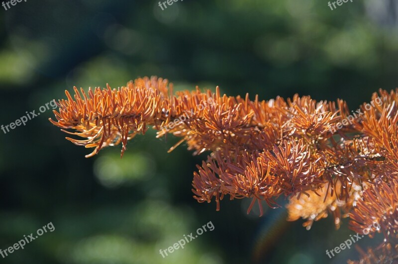 Fir Needle Waldsterben Dead Plant Brown Branch