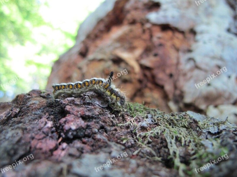 Caterpillar Grass Hen Philudoria Potatoria Butterfly Insect