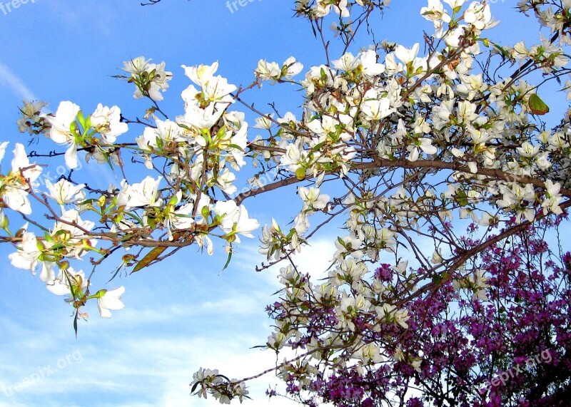 Flowers Turia Valence Purple White