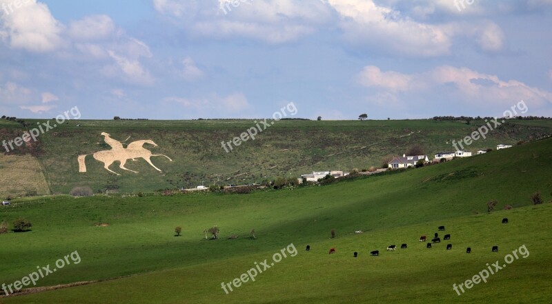 Weymouth Horse Osmington Whitehorse White