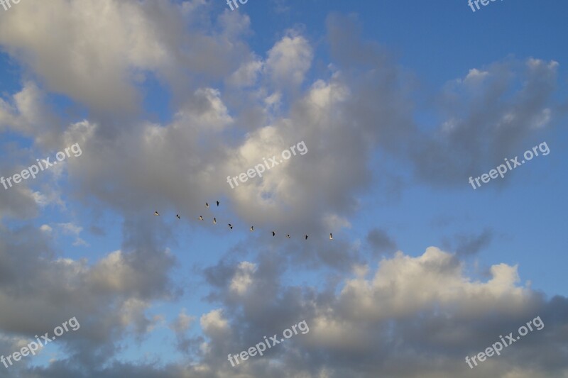 Clouds Sky Bird Flight Geese Migratory Birds