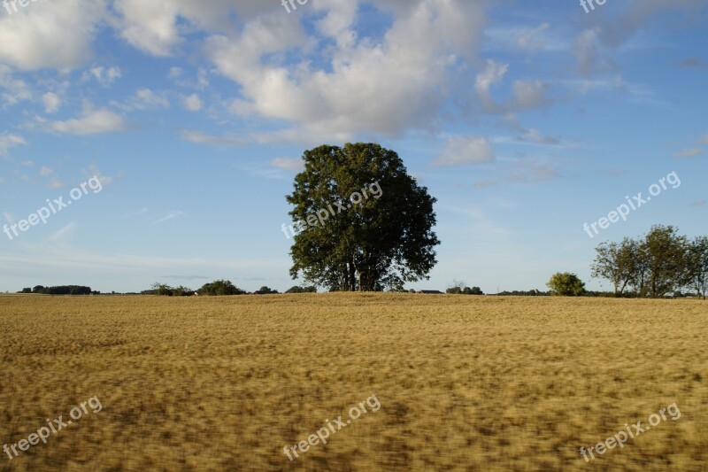 Landscape Rural Grain Fields Agriculture Field