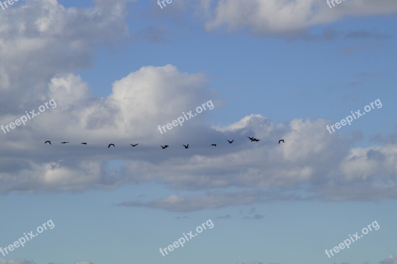 Sky Bird Flight Migratory Birds Flying Geese