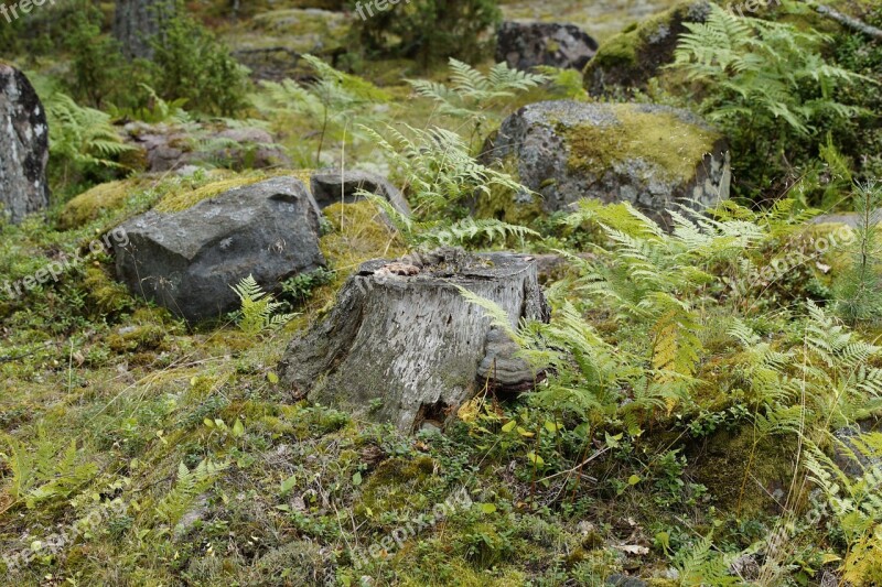 Vegetation Sweden Flora Nature Fouling