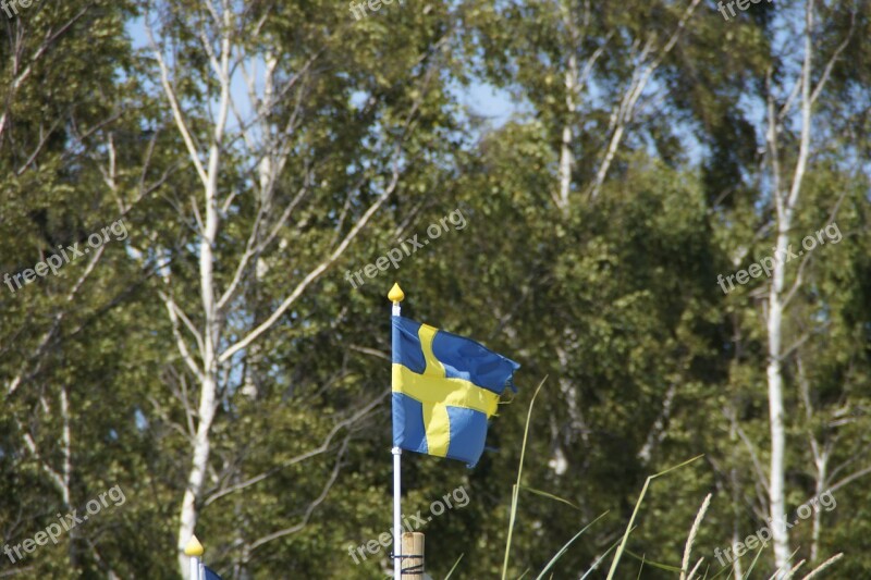 Birch Sweden Flag Swedish Swedish Flag