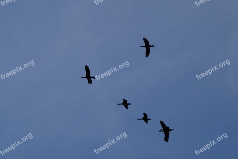 Geese Formation Wild Geese Migratory Birds Flying