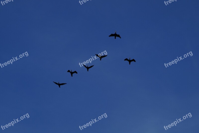 Geese Formation Wild Geese Migratory Birds Flying