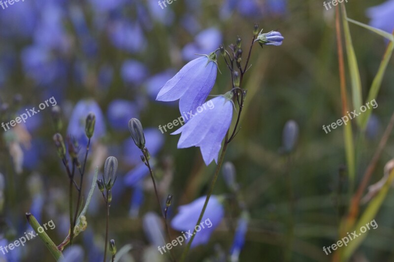 Bluebells Flowers Bloom Blue Blossom