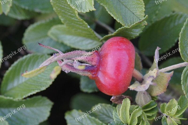 Heck Roses Rose Hip Roses Nature Summer