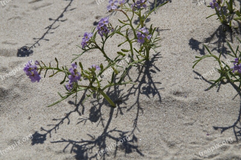 Sand Beach Vegetation Flora Flower