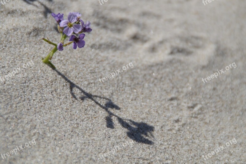 Sand Beach Vegetation Flora Flower