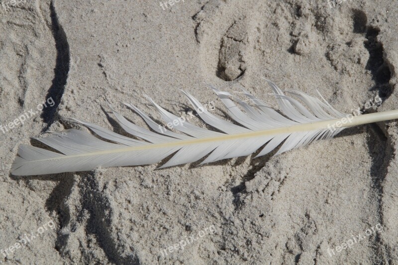 Feather Seagull Bird Feather Seagull Feather Lost