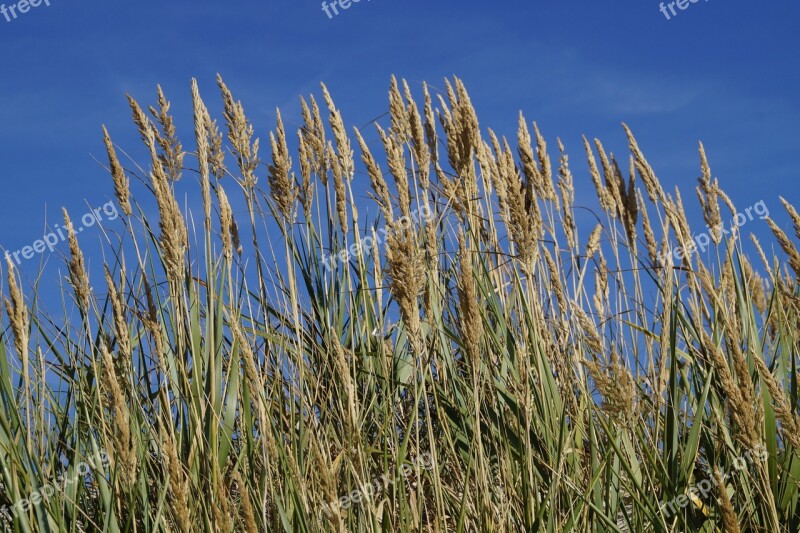 Grasses Sky Coast Nature Grass