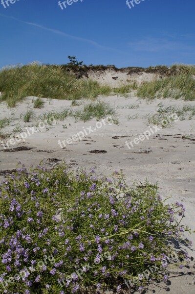 Dune Dune Landscape Grasses Sea Ocean