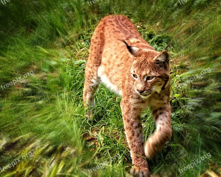 Lynx Wildcat Big Cat Predator Mammals