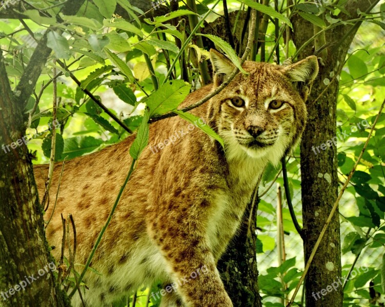 Lynx Wildcat Big Cat Predator Mammals