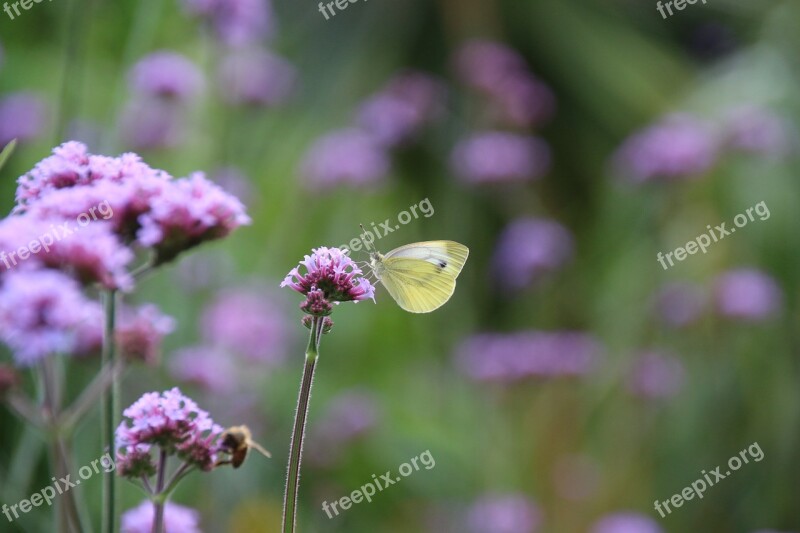 Gonepteryx Rhamni Butterfly Yellow Insect Close Up