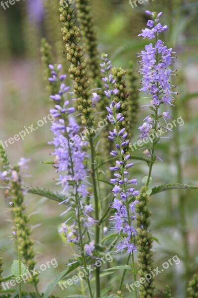 Flowers Purple Violet Panicle Flower