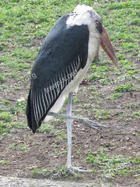 Marabu Scavengers Stork-like Eastern Free Photos