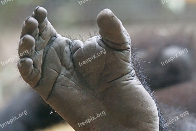 Gorilla Foot Limbs Free Photos