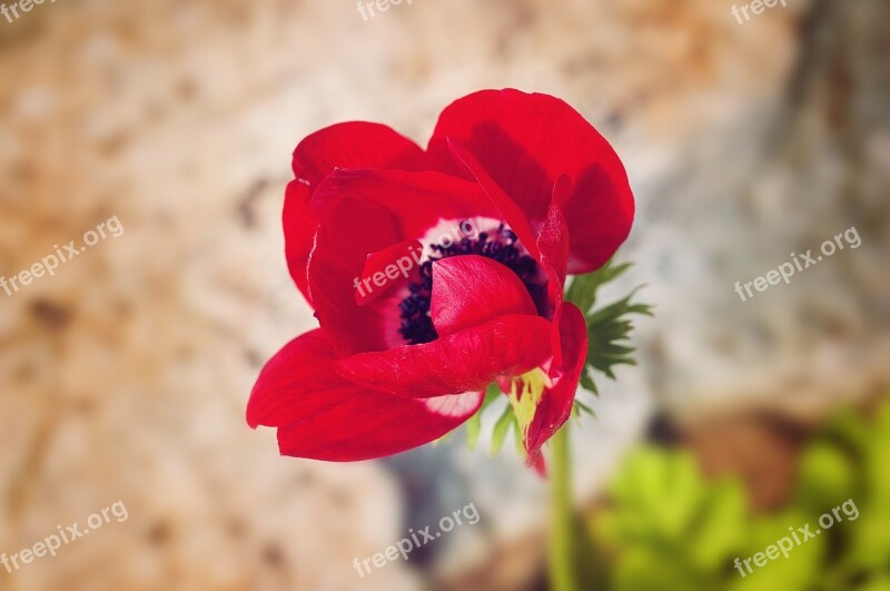 Poppy Red Red Poppy Wild Flowers Flower