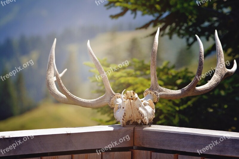 Antler Nature Hunting Animal World Wild Animals