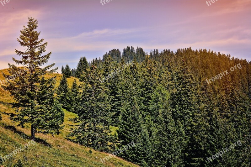 Landscape Trees Conifers Sky Alm