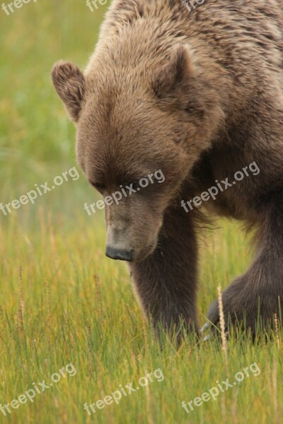 Coastal Brown Bear Wildlife Nature Wild Alaska