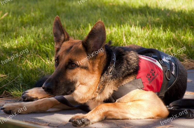 German Shepherd Dog Canine Working Service