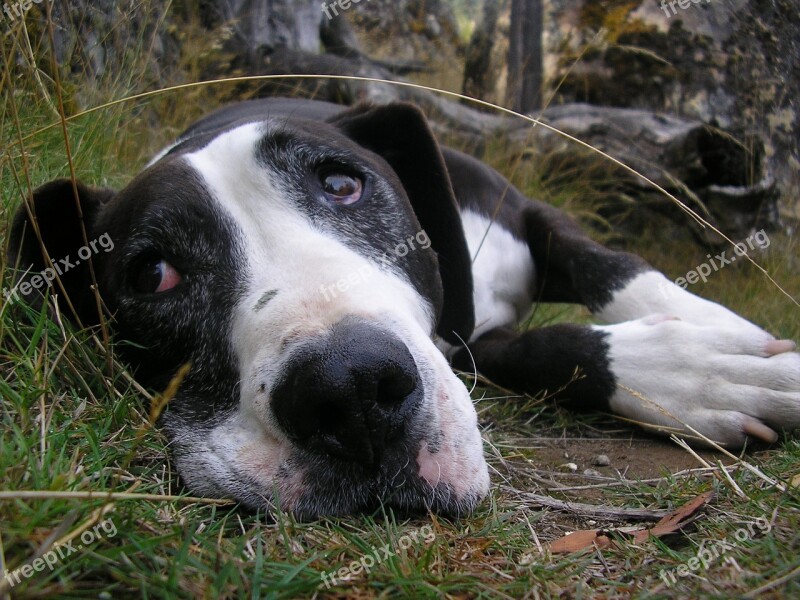 Dog Resting Cute Face Head