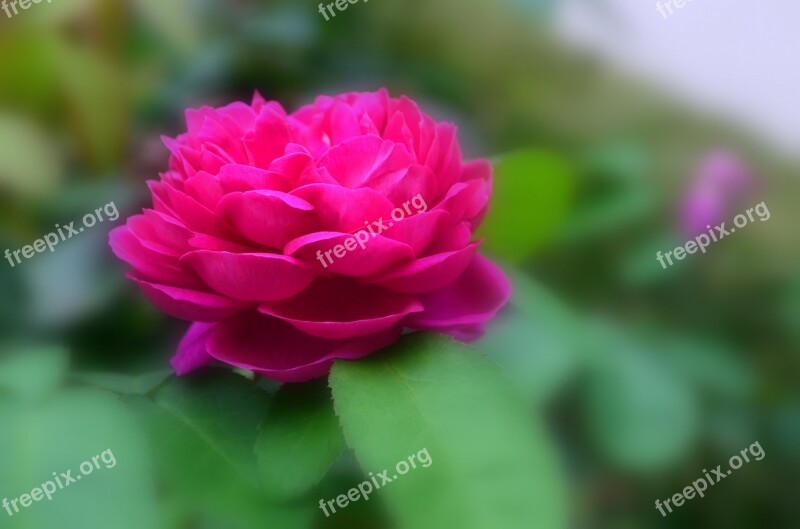 Red Rose Flower Blossom Bloom Close Up