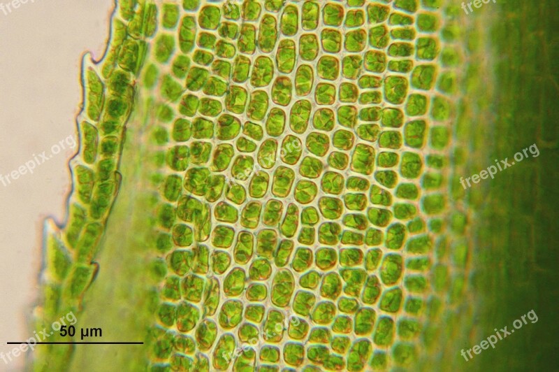 Bartramia Pomiformis Cells Biology Miscroscopy Plant