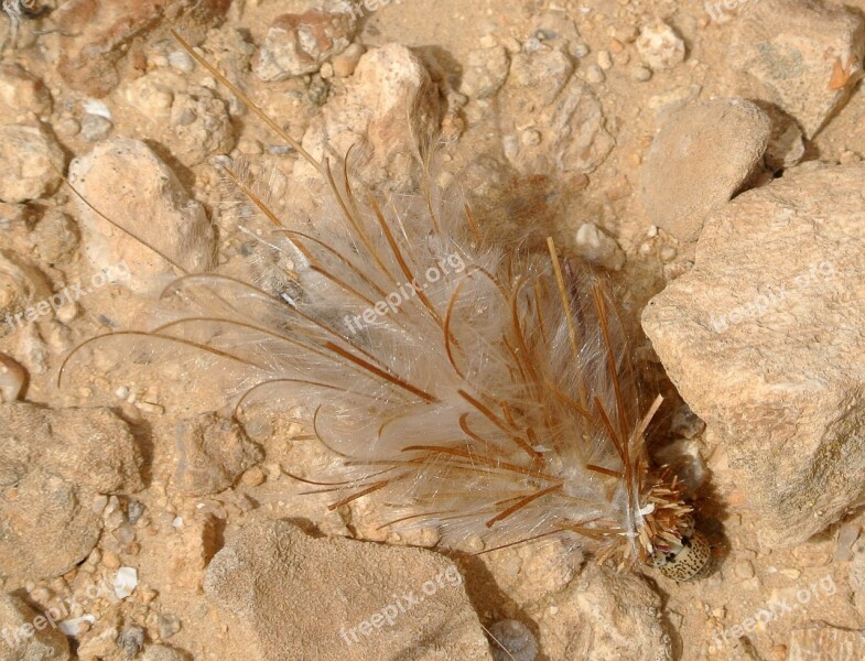 Bagworm Moth Larva Feathery Cocoon