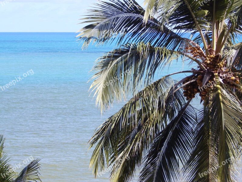 Beach Coconut Tree Litoral Brazil Nature