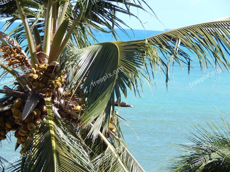 Coconut Tree Mar Summer Free Photos