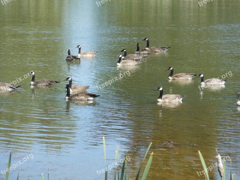 Geese Pen Birds Nature Goose